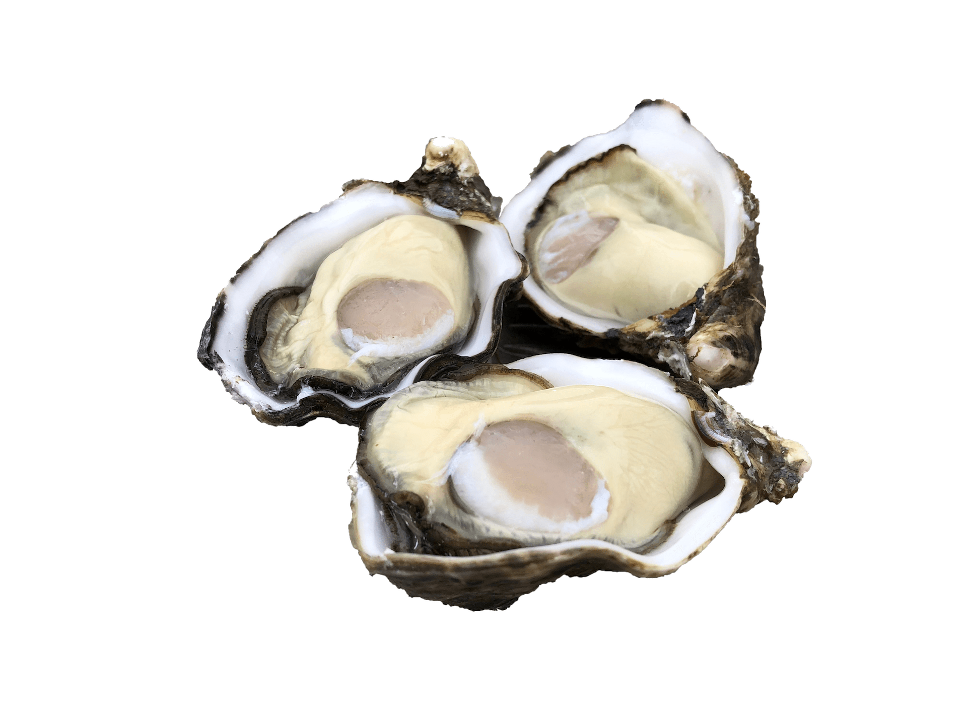 single seed oysters single seed oysters